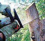 Best Tree Disease Treatment  in Brooks, KY