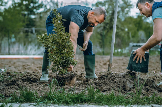 Organic Lawn Care Solutions in Brooks, KY