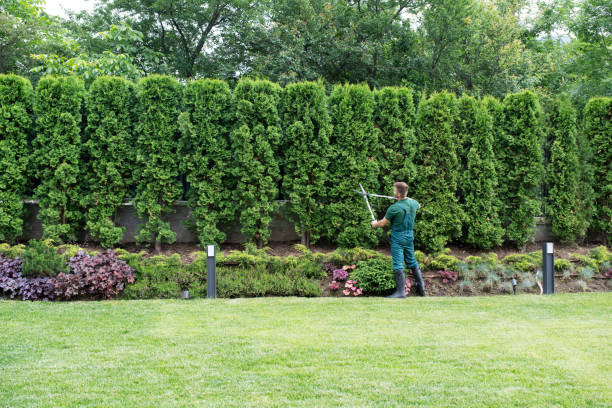 How Our Tree Care Process Works  in  Brooks, KY