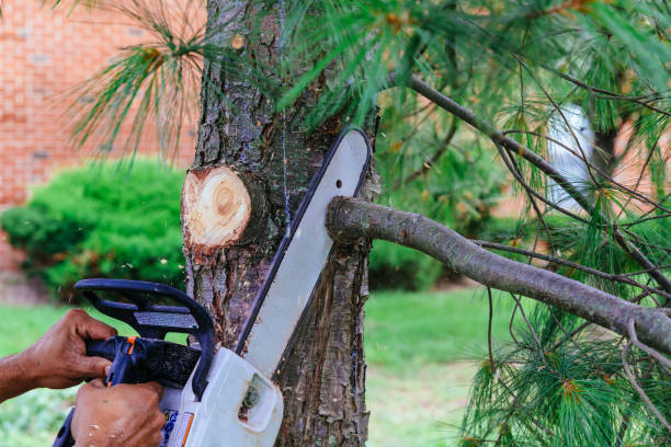 Trusted Brooks, KY Tree Services Experts